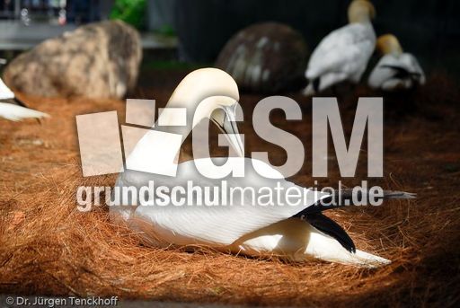 Basstölpel (19 von 24).jpg